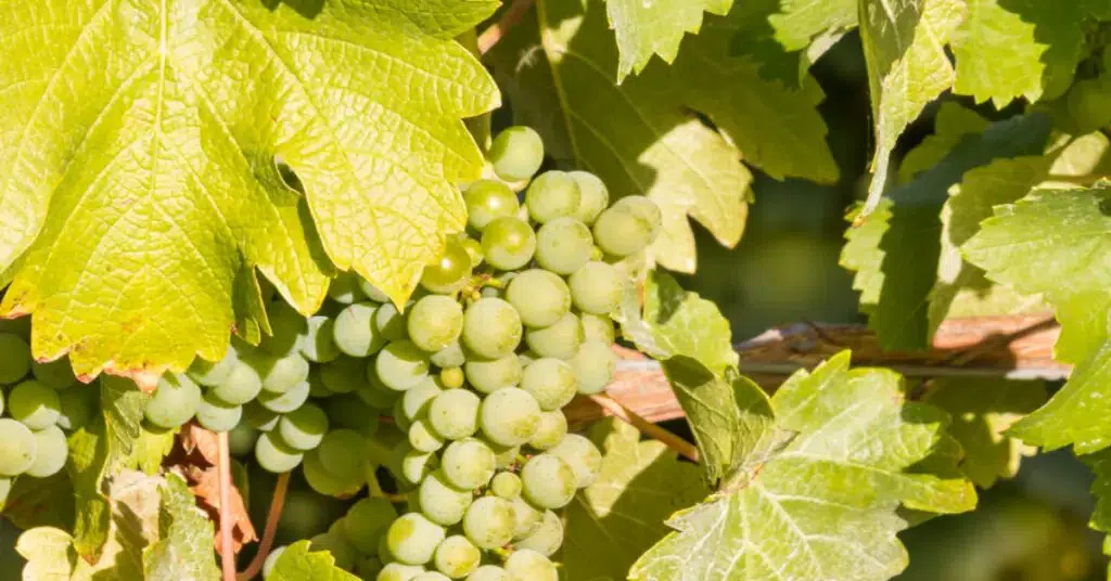 Grape varieties: sauvignon blanc